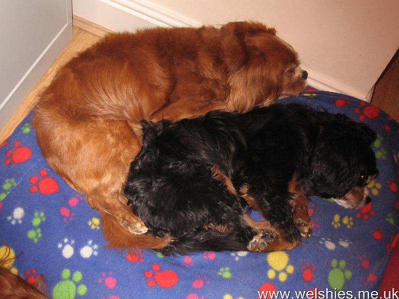 2011-05-05 01.JPG - Shandy comforting Casey after he strained his leg